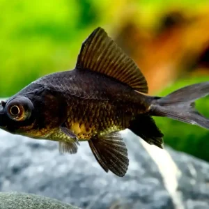 Schwarzer Schleierschwanz (Carassius auratus var.) Neue Kollektion